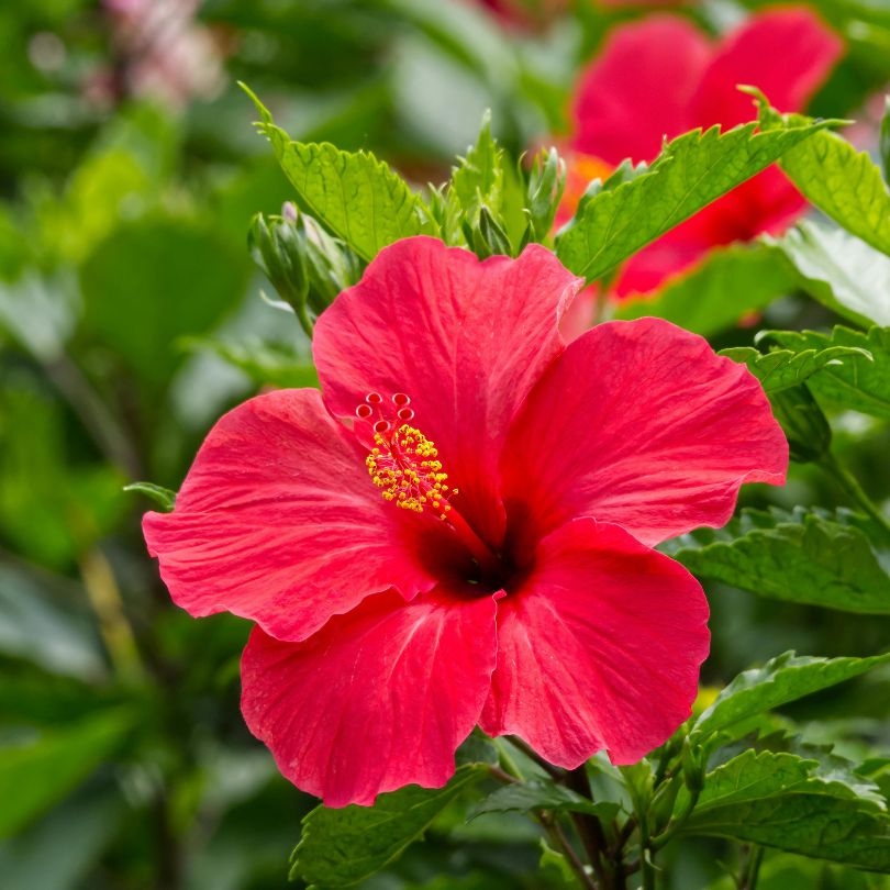 Hibiscus
