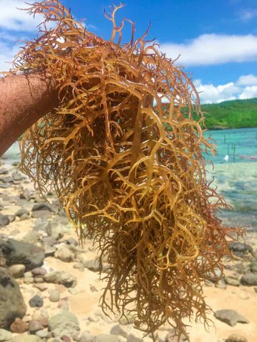 What is Sea Moss? A Complete Guide to the Superfood - Mosse