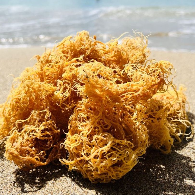Wild-Harvested Caribbean Sea Moss