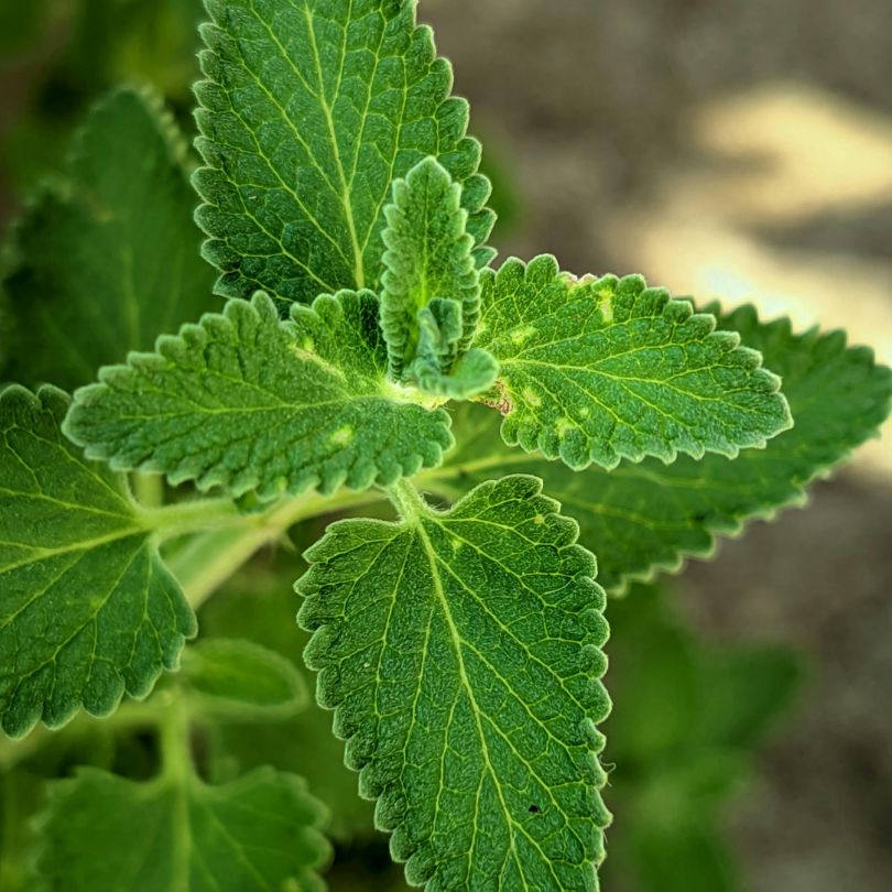 Pure Stevia Leaf Extract